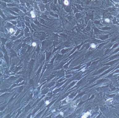 大鼠脑微血管周细胞,Perivascular cells of rat brain