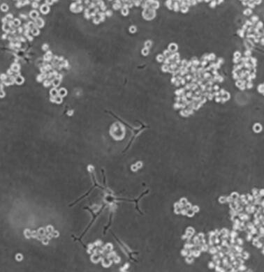 大鼠骨骼肌卫星细胞,Rat skeletal muscle satellite cells