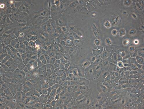 大鼠胚胎肝母细胞,Embryonic rat hepatocytes