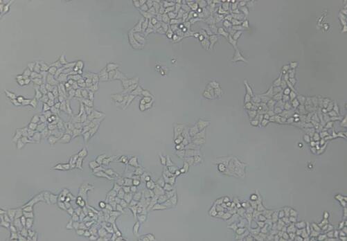 大鼠羊膜上皮細(xì)胞,Rat amniotic epithelial cells