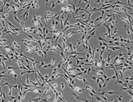 大鼠腎上腺皮質細胞,Rat adrenal cortical cells