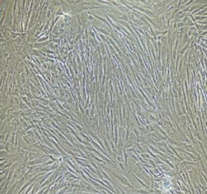大鼠肌腱成纤维细胞,Rat tendon fibroblasts