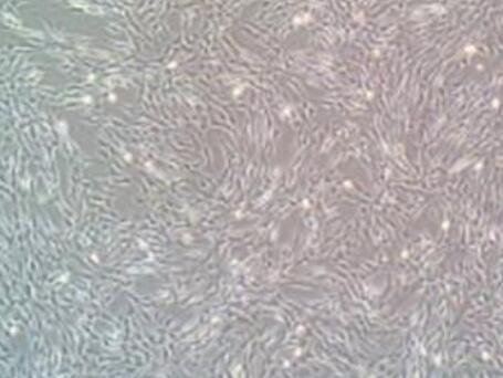 大鼠脐带间充质干细胞,Rat umbilical cord mesenchymal stem cells