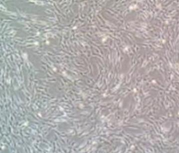 大鼠胎盘间充质干细胞,Rat placental mesenchymal stem cells