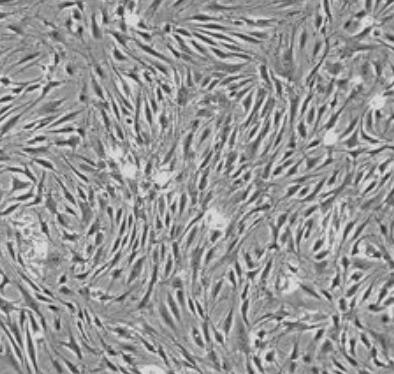 大鼠滑膜间充质干细胞,Rat synovial mesenchymal stem cells