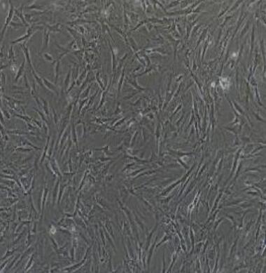兔角膜内皮细胞,Rabbit corneal endothelial cells