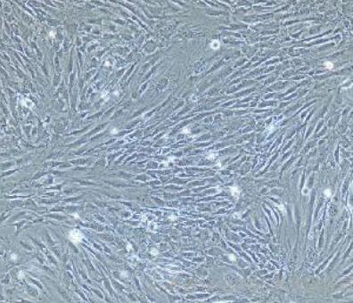 兔肺微血管内皮细胞,Rabbit pulmonary microvascular endothelial cells