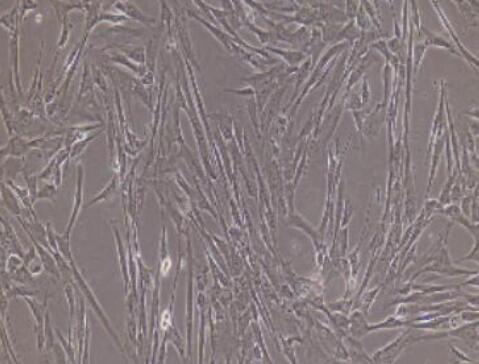兔骨髓间充质干细胞,Rabbit bone marrow mesenchymal stem cells