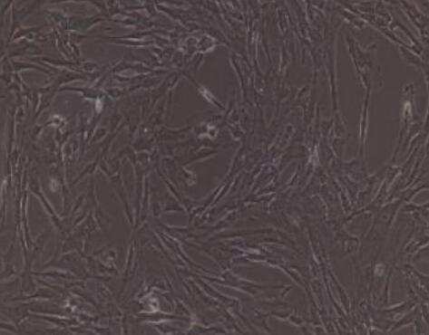 兔肺成纤维细胞,Rabbit lung fibroblasts