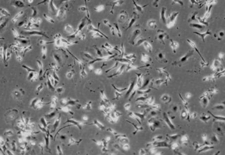 兔腹腔巨噬细胞,Rabbit peritoneal macrophages