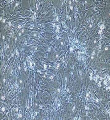 兔骨骼肌细胞,Rabbit skeletal muscle cells