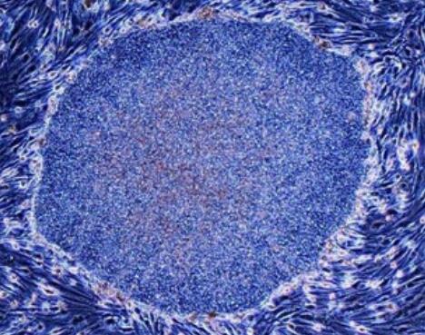 兔骺软骨细胞,Rabbit epiphyseal chondrocytes