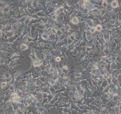 兔滑膜细胞,Rabbit synovial cells