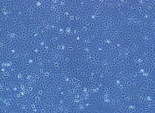 兔膀胱成纤维细胞,Rabbit bladder fibroblasts