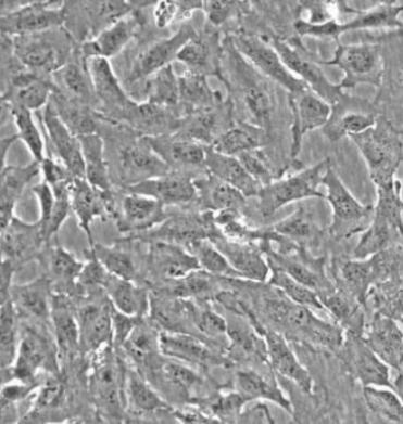 兔气管上皮细胞,Rabbit tracheal epithelial cells