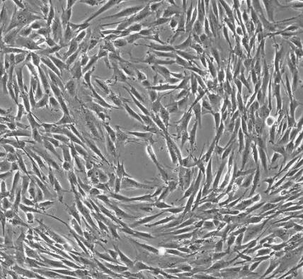 兔乳腺成纖維細(xì)胞,Rabbit mammary fibroblasts