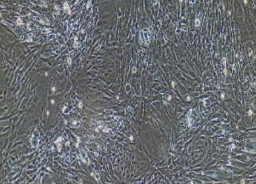 兔椎間盤髓核細胞,Rabbit intervertebral disc nucleus pulposus cells