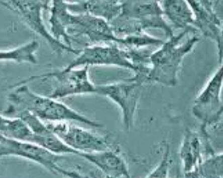 兔椎间盘纤维环细胞,Rabbit intervertebral disc annulus fibrosus cells
