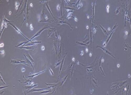 兔子宫成纤维细胞,Rabbit uterine fibroblasts