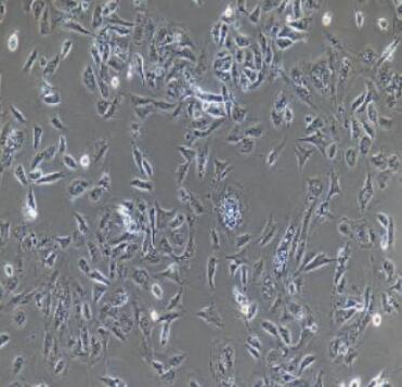 兔子宫内膜上皮细胞,Rabbit endometrial epithelial cells