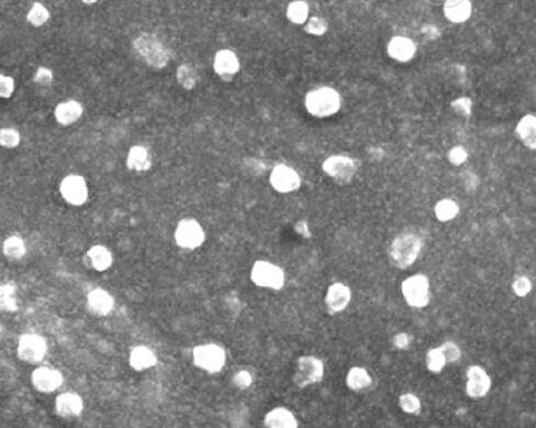 兔羊膜上皮细胞,Rabbit amniotic epithelial cells