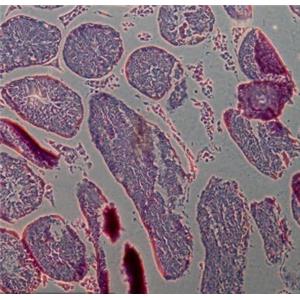 大鼠睾丸间质细胞