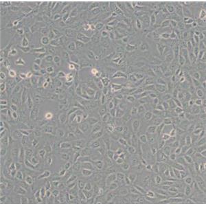 大鼠表皮角化上皮细胞,Epidermal keratinocytes of rats