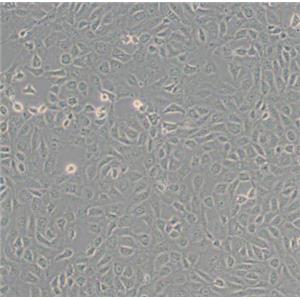 大鼠表皮角化上皮細(xì)胞,Epidermal keratinocytes of rats