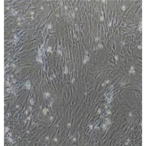 大鼠羊膜间质细胞