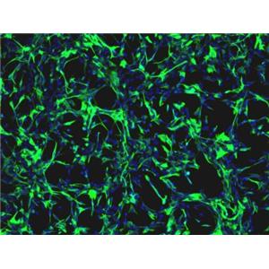 大鼠三叉神经星形胶质细胞