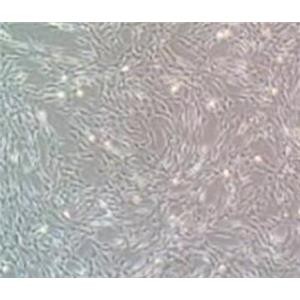 大鼠胎盘间充质干细胞