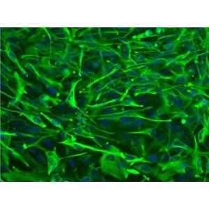 大鼠脊髓星形胶质细胞