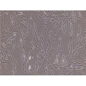 兔骨髓间充质干细胞,Rabbit bone marrow mesenchymal stem cells