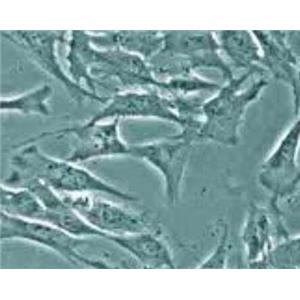 兔椎间盘纤维环细胞,Rabbit intervertebral disc annulus fibrosus cells