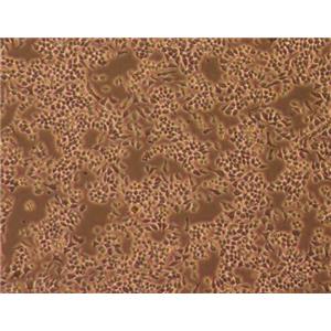 兔外周血巨噬细胞,Rabbit peripheral blood macrophages