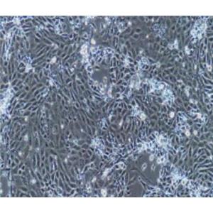 兔羊膜间质细胞