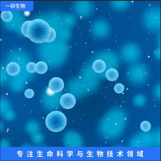 人胚胎眼Tenon＇s囊成纤维细胞,HFTF