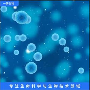 人胚肾细胞,293T