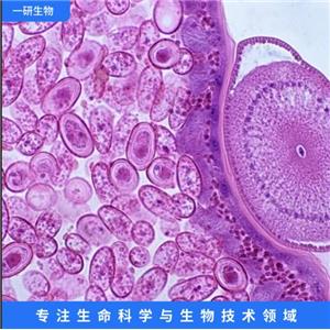 人羊膜细胞