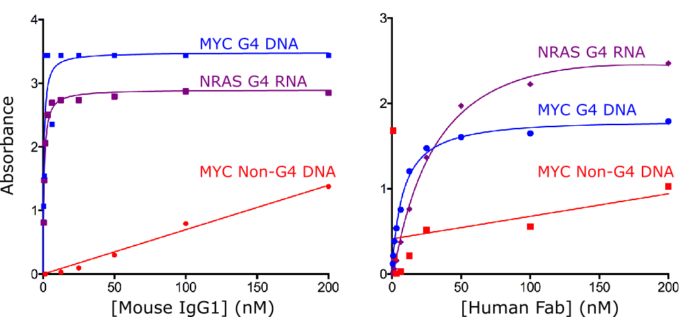 抗DNA G-quadruplex结构抗体,Anti-DNA G-quadruplex Structures Antibody