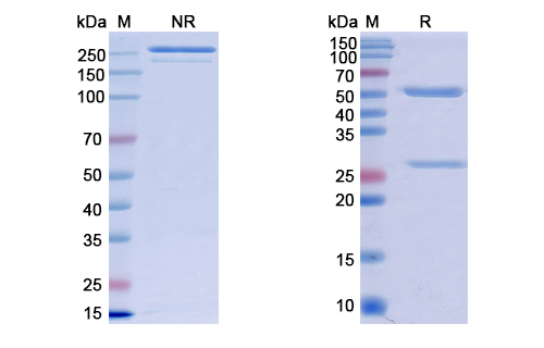 抗聚谷氨酰胺扩展疾病标志物抗体，克隆1C2,Anti-polyglutamine/polyQ Antibody (1C2) (RGK26002)