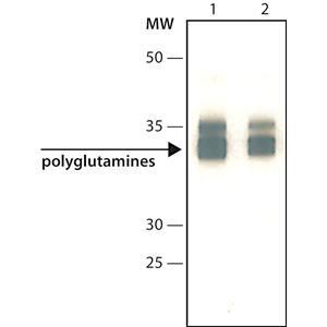 抗聚谷氨酰胺抗体，小鼠单克隆 3B5H10,Anti-polyglutamine/polyQ Antibody (3B5H10) (RGK26003)