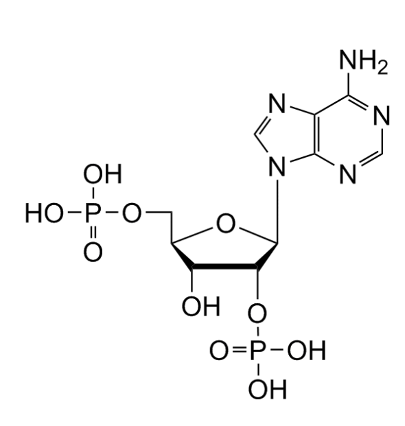 2'-PAP