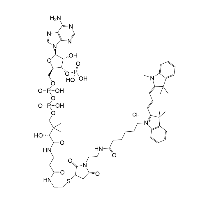 CoA-Cy3