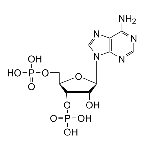 3'-PAP