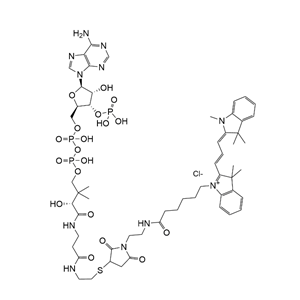 CoA-Cy3