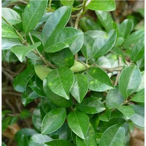 匙羹藤提取物,Gymnema sylvestre extract