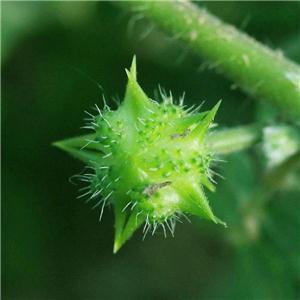 刺蒺藜提取物,Tribulus terrestris extract