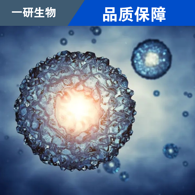 人肝内胆管癌细胞株,IHC-ST1