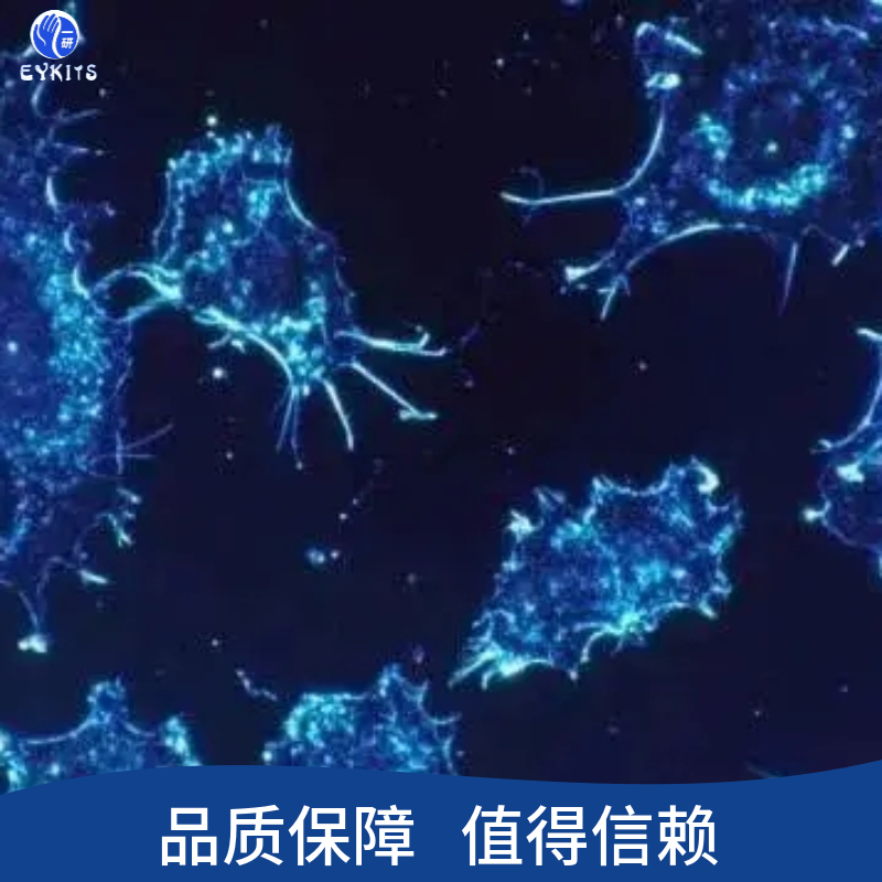 人乳腺導(dǎo)管瘤細(xì)胞,UACC812